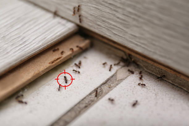 Best Exterminator Services  in Oxford, MI