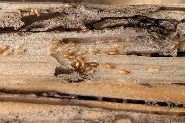 Best Spider Control Near Me  in Oxford, MI